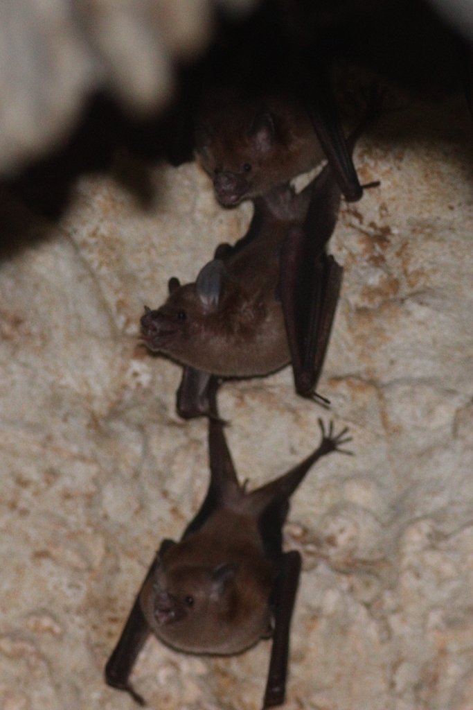 Brown Flower Bat