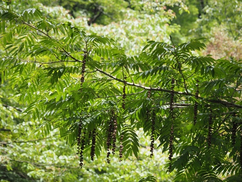 Pterocarya rhoifolia observed 2025-09-13