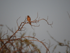 Spiziapteryx circumcincta