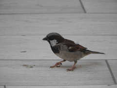 Passer domesticus