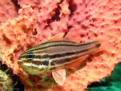 Ostorhinchus limenus