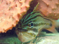 Ostorhinchus limenus