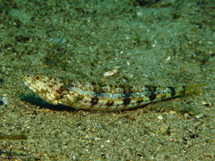 Synodus dermatogenys