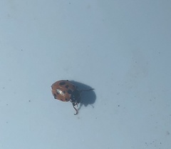 Hippodamia variegata
