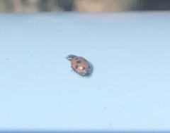 Hippodamia variegata
