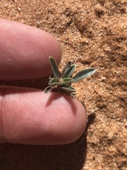 Oreocarya suffruticosa setosa