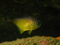 Pempheris affinis