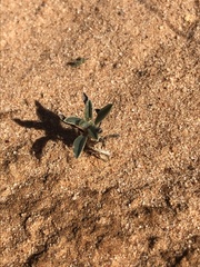 Oreocarya suffruticosa setosa