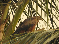 Milvus migrans parasitus