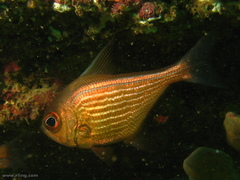 Pempheris multiradiata