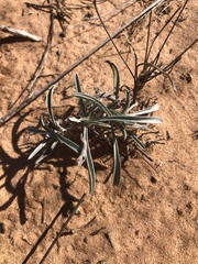 Oreocarya suffruticosa setosa