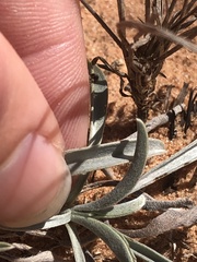 Oreocarya suffruticosa setosa