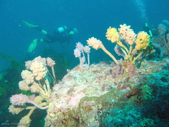 Pyura spinifera