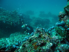 Pyura spinifera