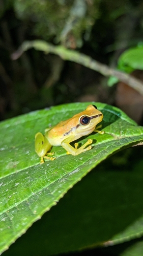 Green Rain Frog, Pristimantis acuminatus