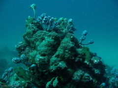 Pyura spinifera