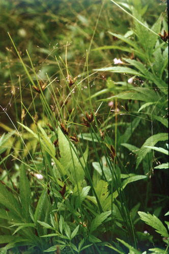 Flat-stalk bulrush (Bolboschoenus planiculmis)