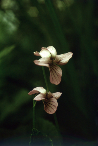 alaska violet (Viola langsdorffii)