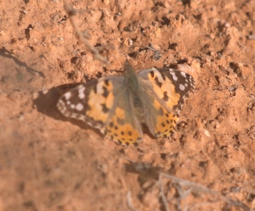 Painted Lady