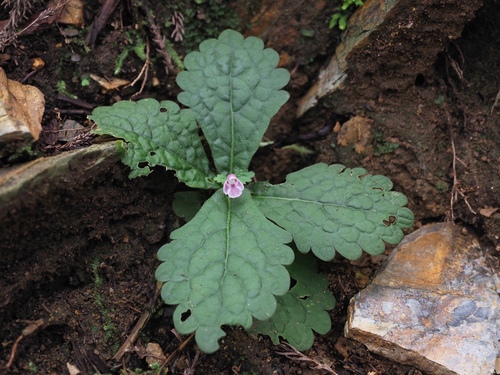 Ajugoides humilis iNat (2)