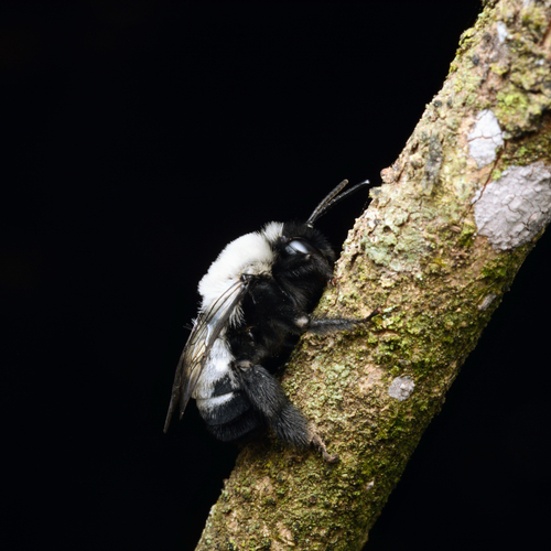 Black-tailed Longhorn