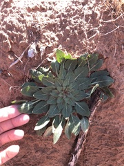 Oenothera engelmannii