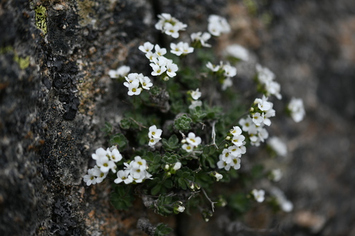 Draba dubia (Draba dubia)