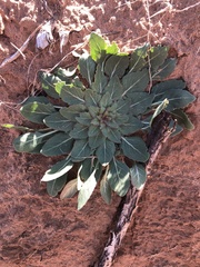Oenothera engelmannii