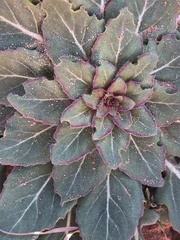Oenothera engelmannii