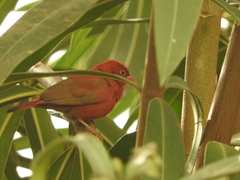Lagonosticta senegala