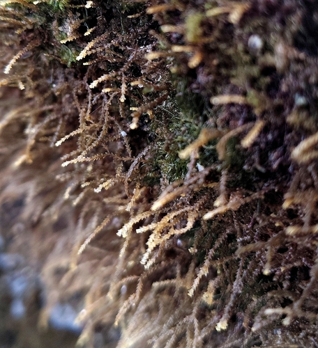 Dynamena crisioides observed 2025-12-28