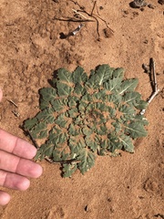 Oenothera engelmannii