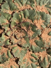 Oenothera engelmannii