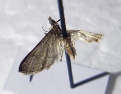 Crambidae