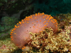 Polycitor giganteus