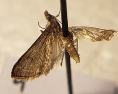 Crambidae