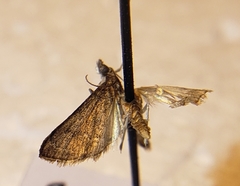 Crambidae