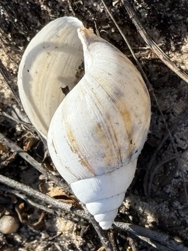 Lissachatina fulica