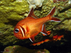 Trachichthys australis