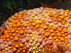 Asterodiscides truncatus