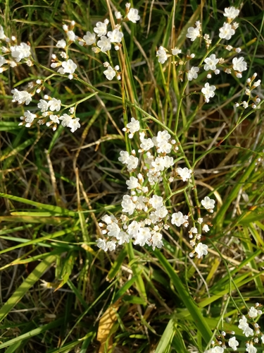 Image of Limonium Brasiliense (Limonium brasiliense) by no rights reserved