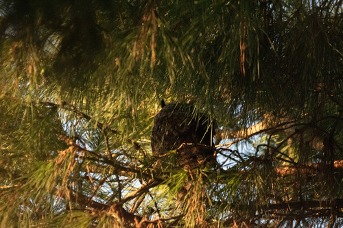 View observation of {o.common_name} on iNaturalist