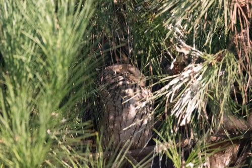 View observation of {o.common_name} on iNaturalist