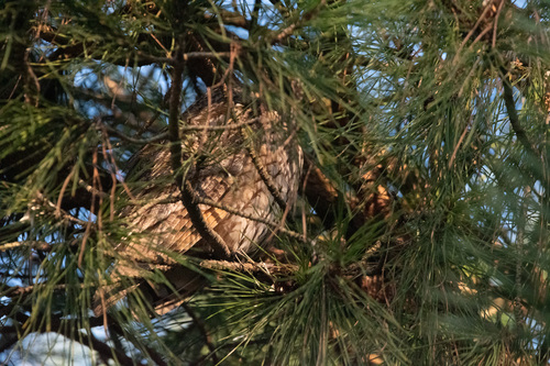 View observation of {o.common_name} on iNaturalist