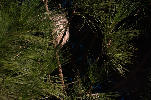 View observation of {o.common_name} on iNaturalist