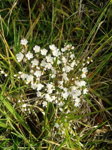 Image of Limonium Brasiliense (Limonium brasiliense) by no rights reserved