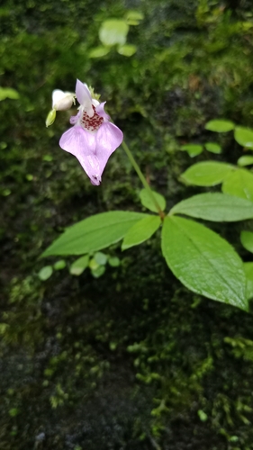 Impatiens thwaitesii observed 2025-12-27