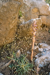 Orobanche pubescens