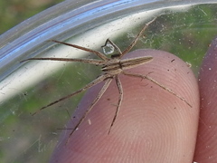 Pisaurina dubia