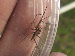 Pisaurina dubia